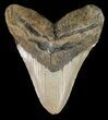 Bargain, Megalodon Tooth - North Carolina #48897-1